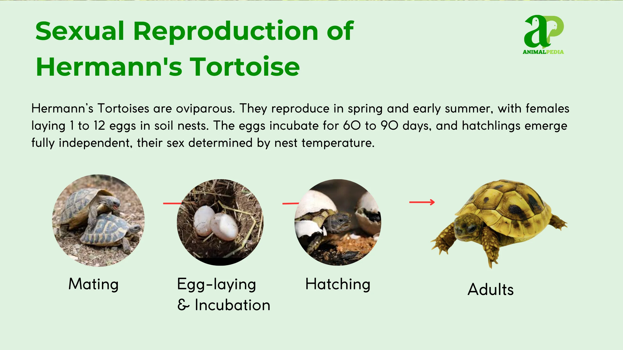 how do hermann's tortoise reproduce