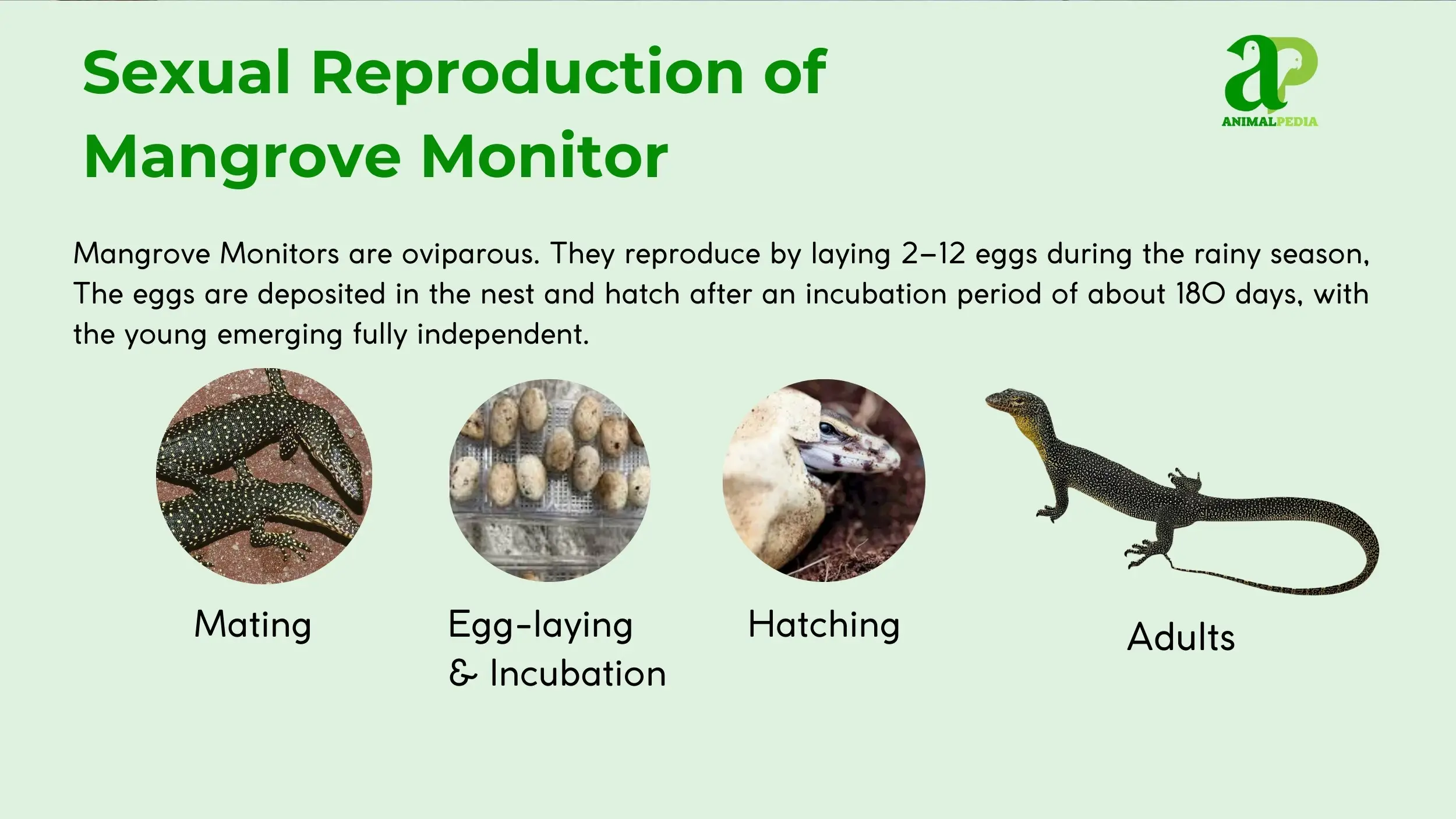 mangrove monitor eggs breeding cycle