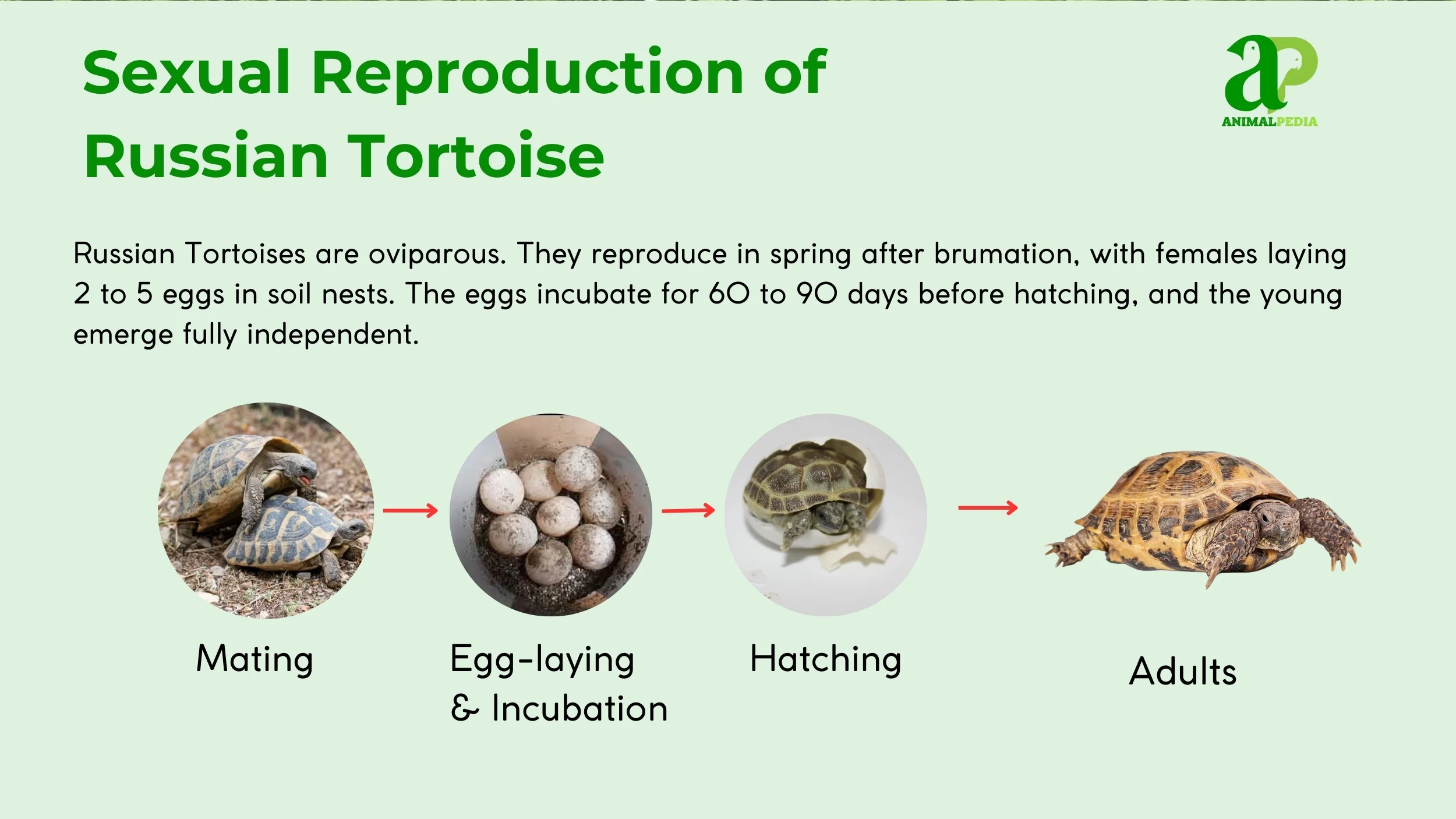 how do russian tortoise reproduce