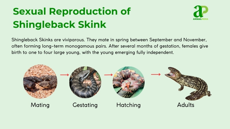how do shingleback skink reproduce