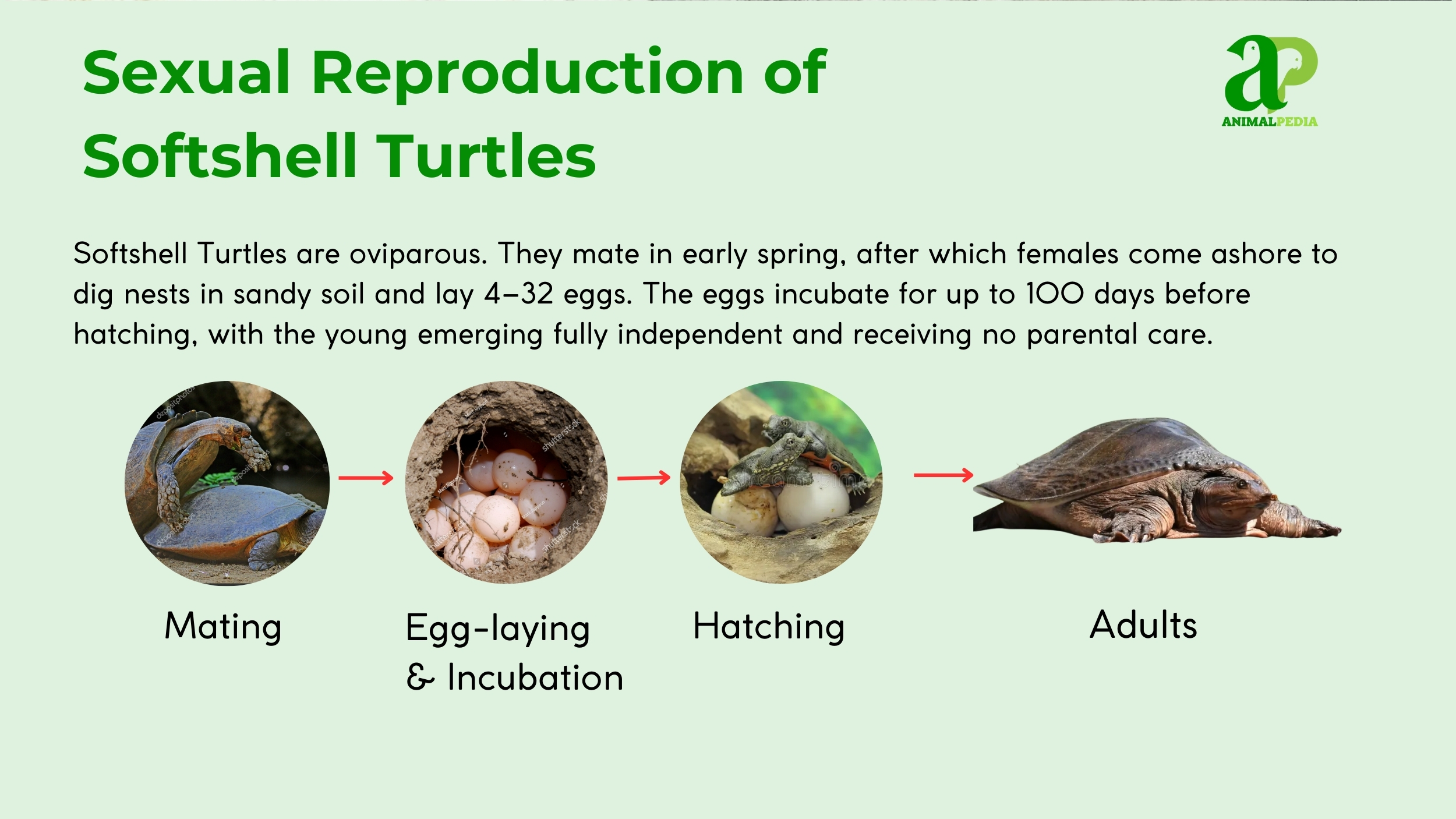 how do softshell turtles reproduce