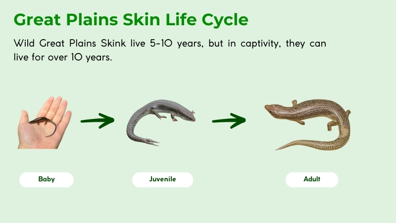 how long do great plains skink live