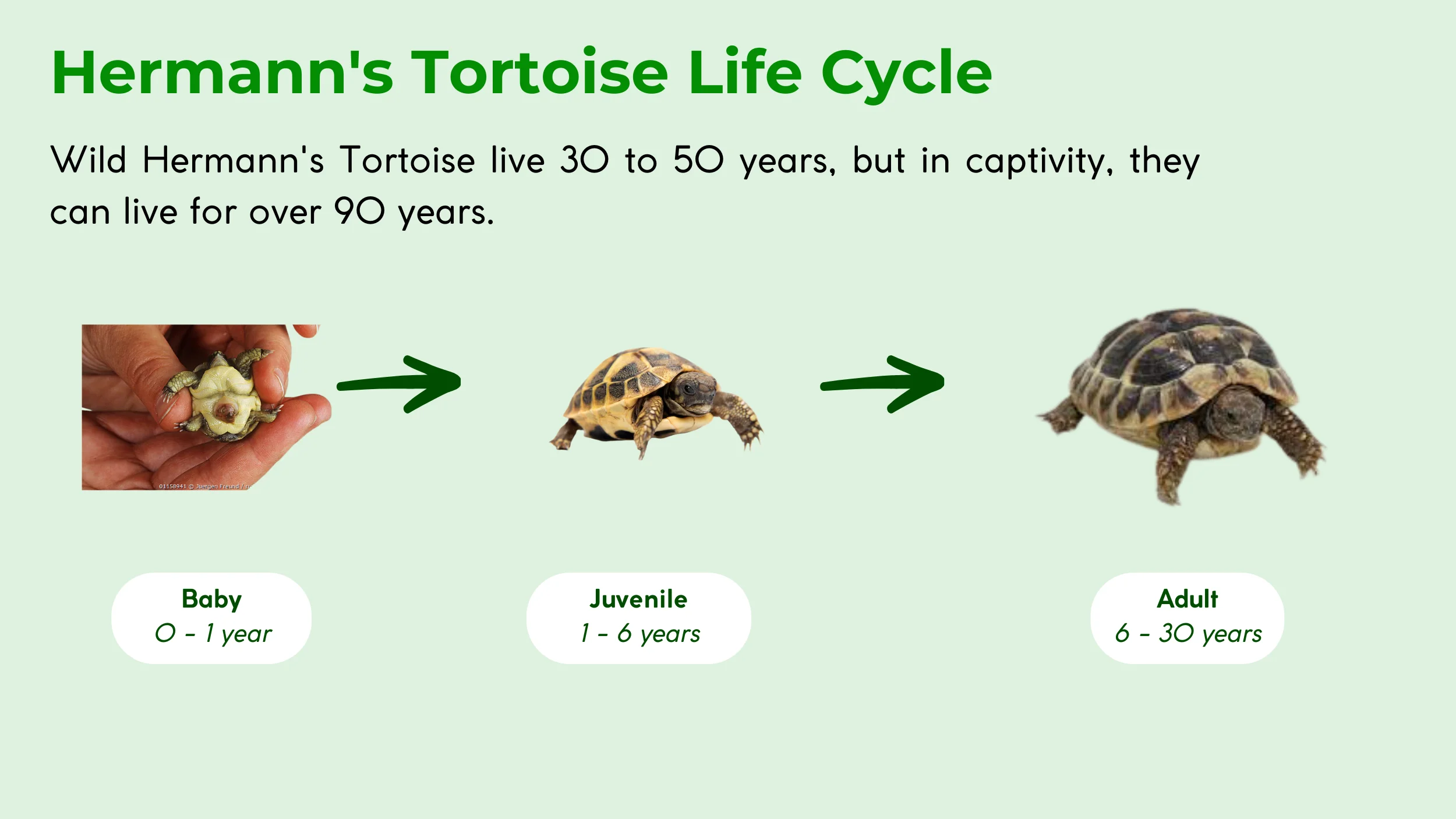 how long do hermann's tortoise live
