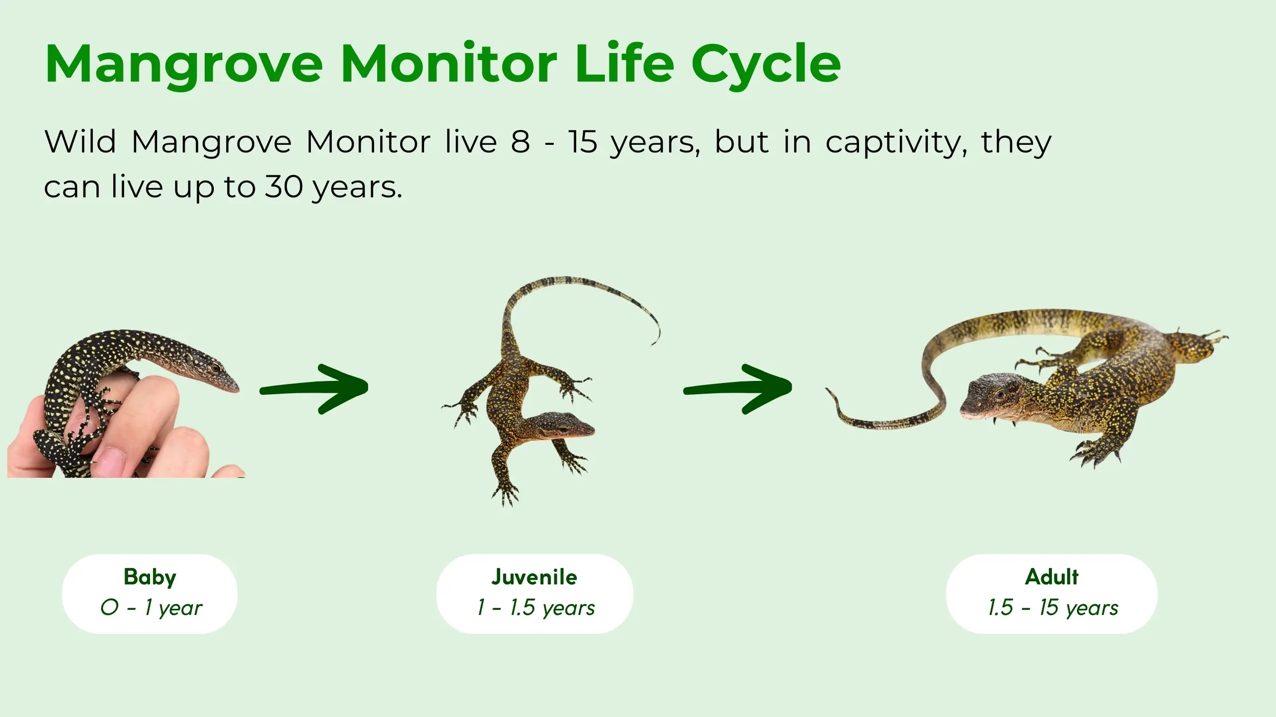 mangrove monitor life cycle