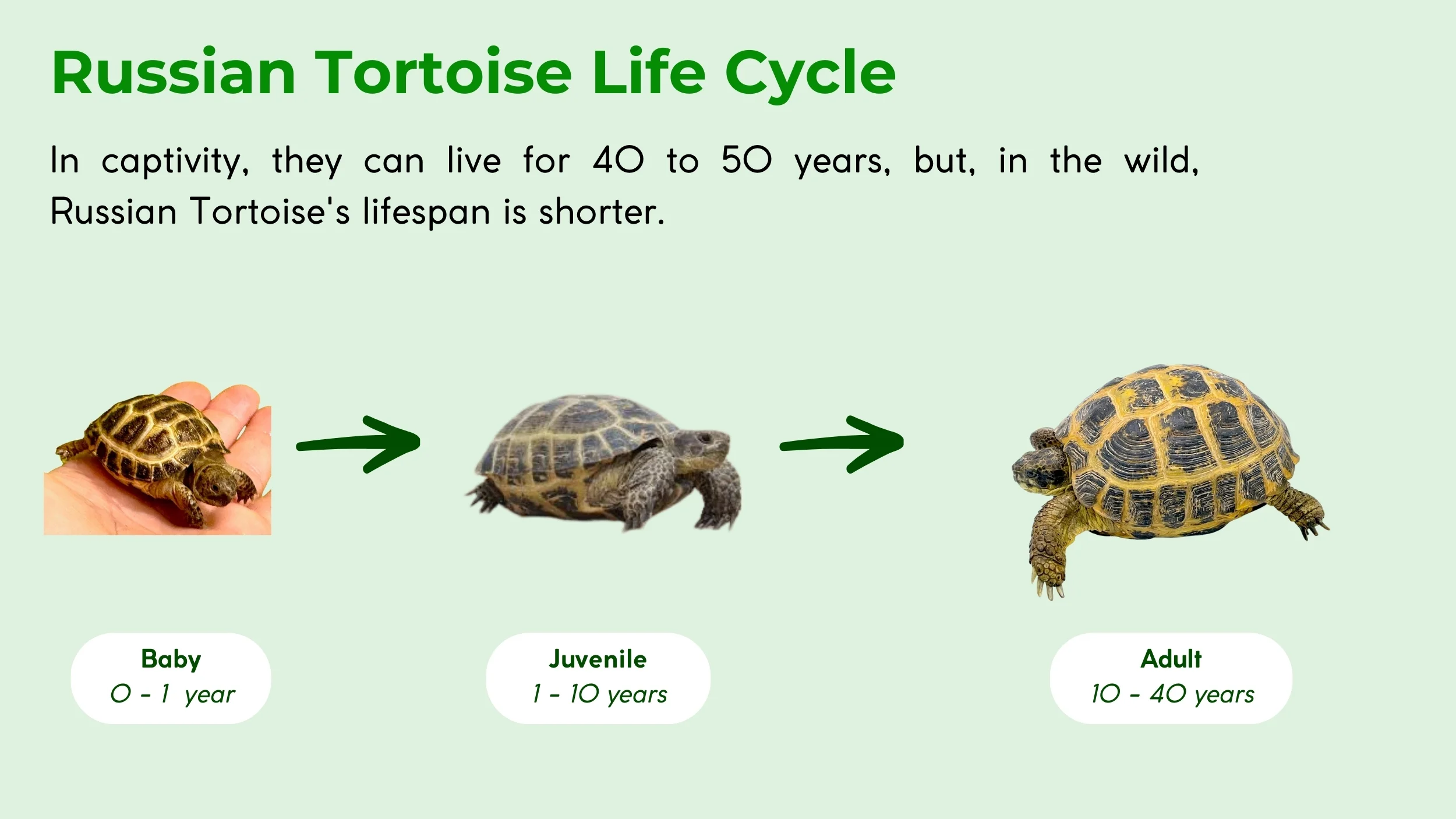 how long do russian tortoise live