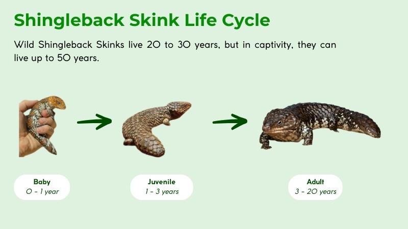 how long do shingleback skink live