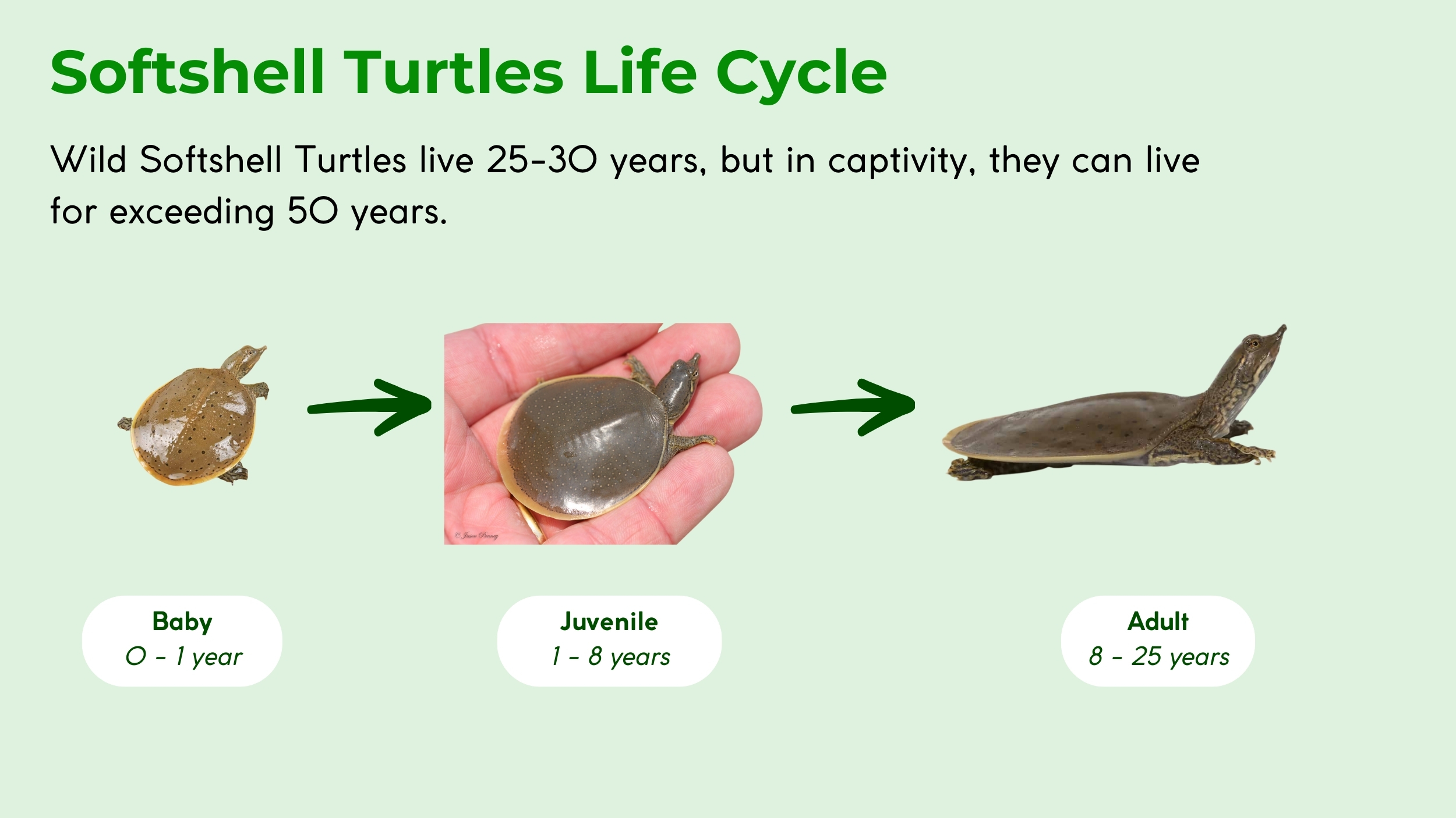 how long do softshell turtles live