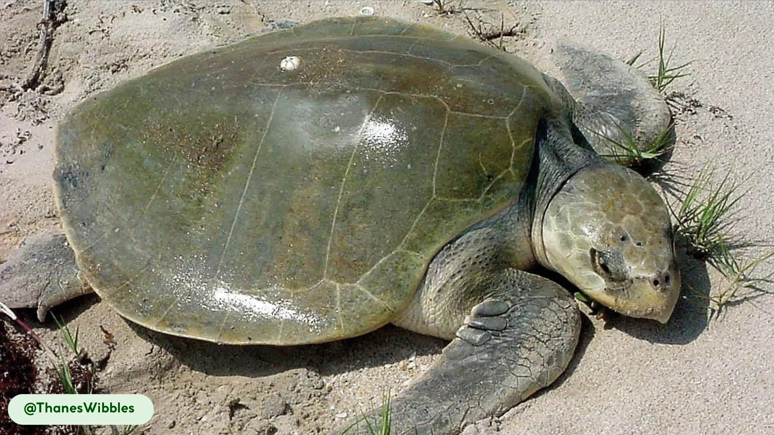 kemps ridley sea turtle active day and night