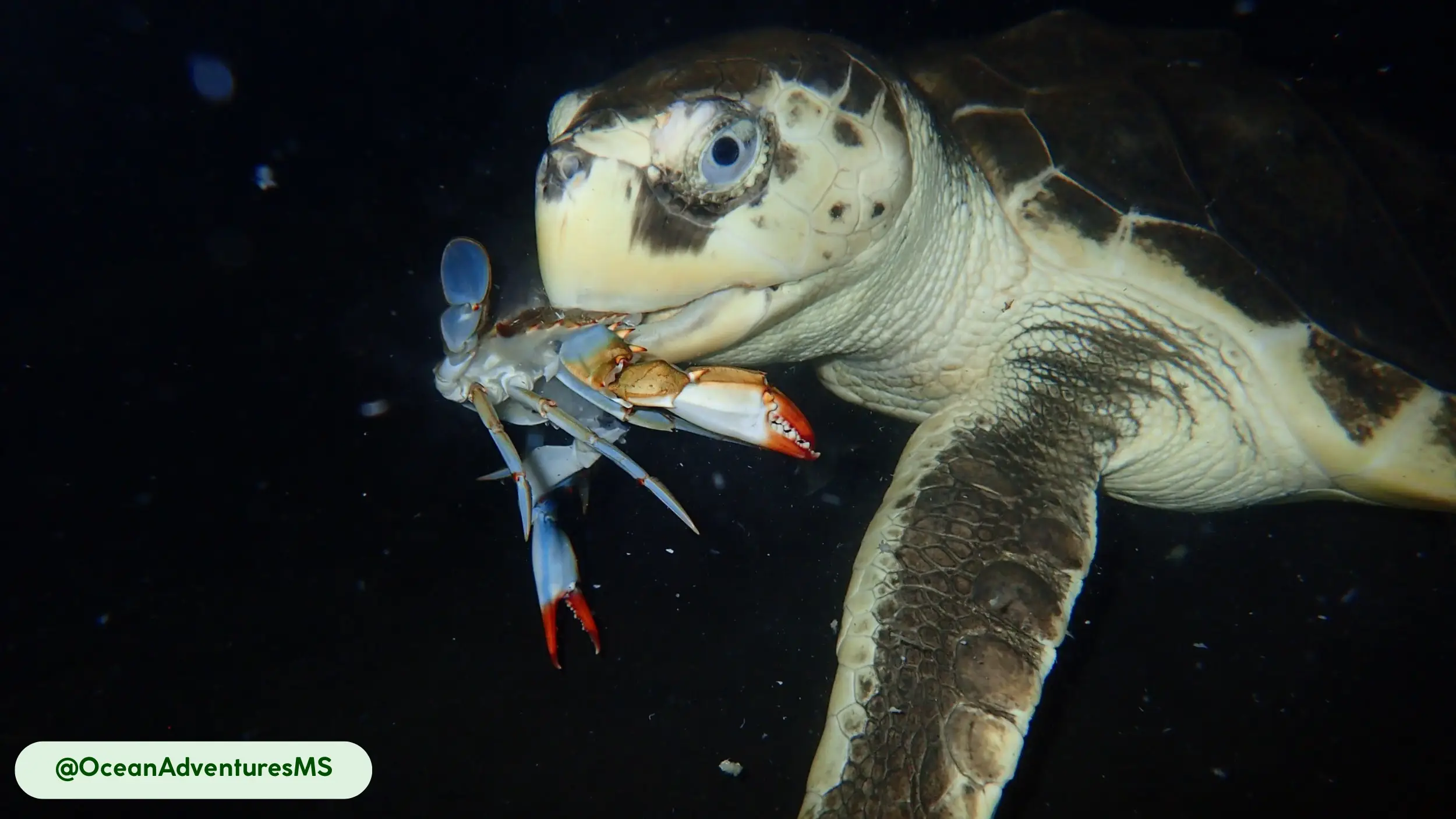 Kemp's Ridley Sea Turtle crab specialist carnivore