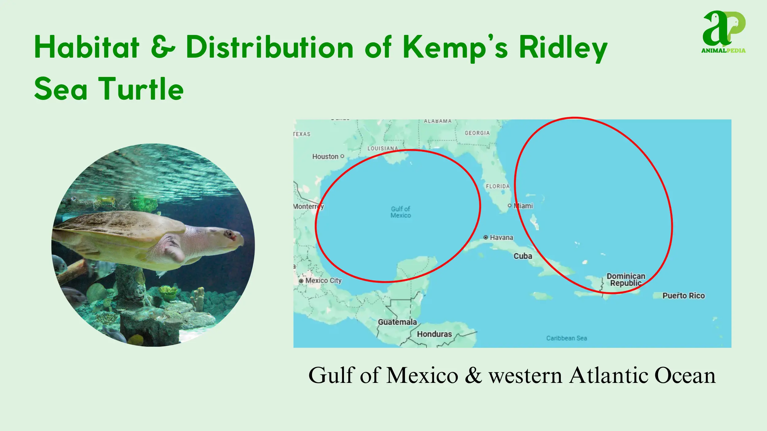 kemps ridley sea turtle habitat and distribution