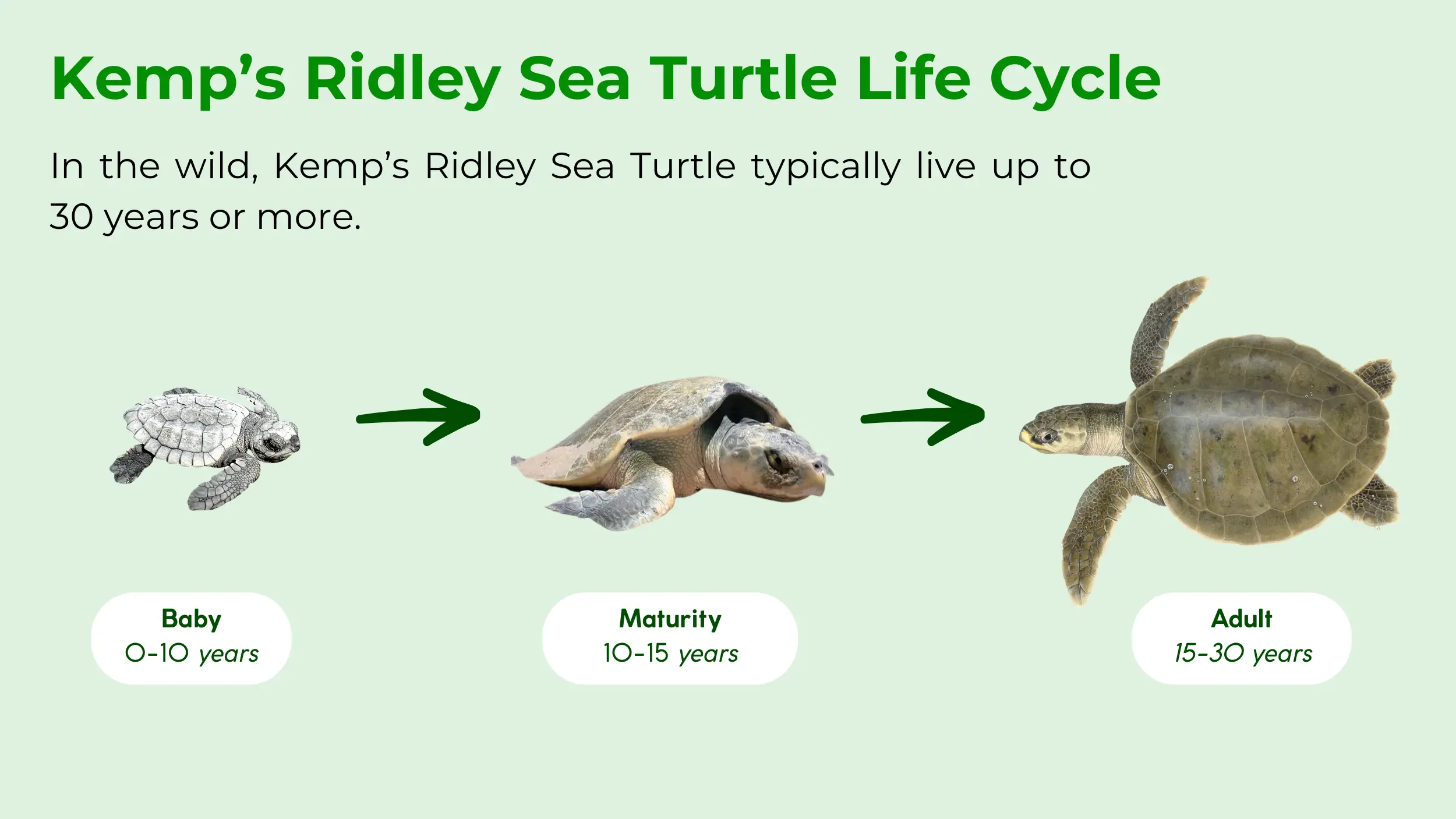 kemps ridley sea turtle life cycle