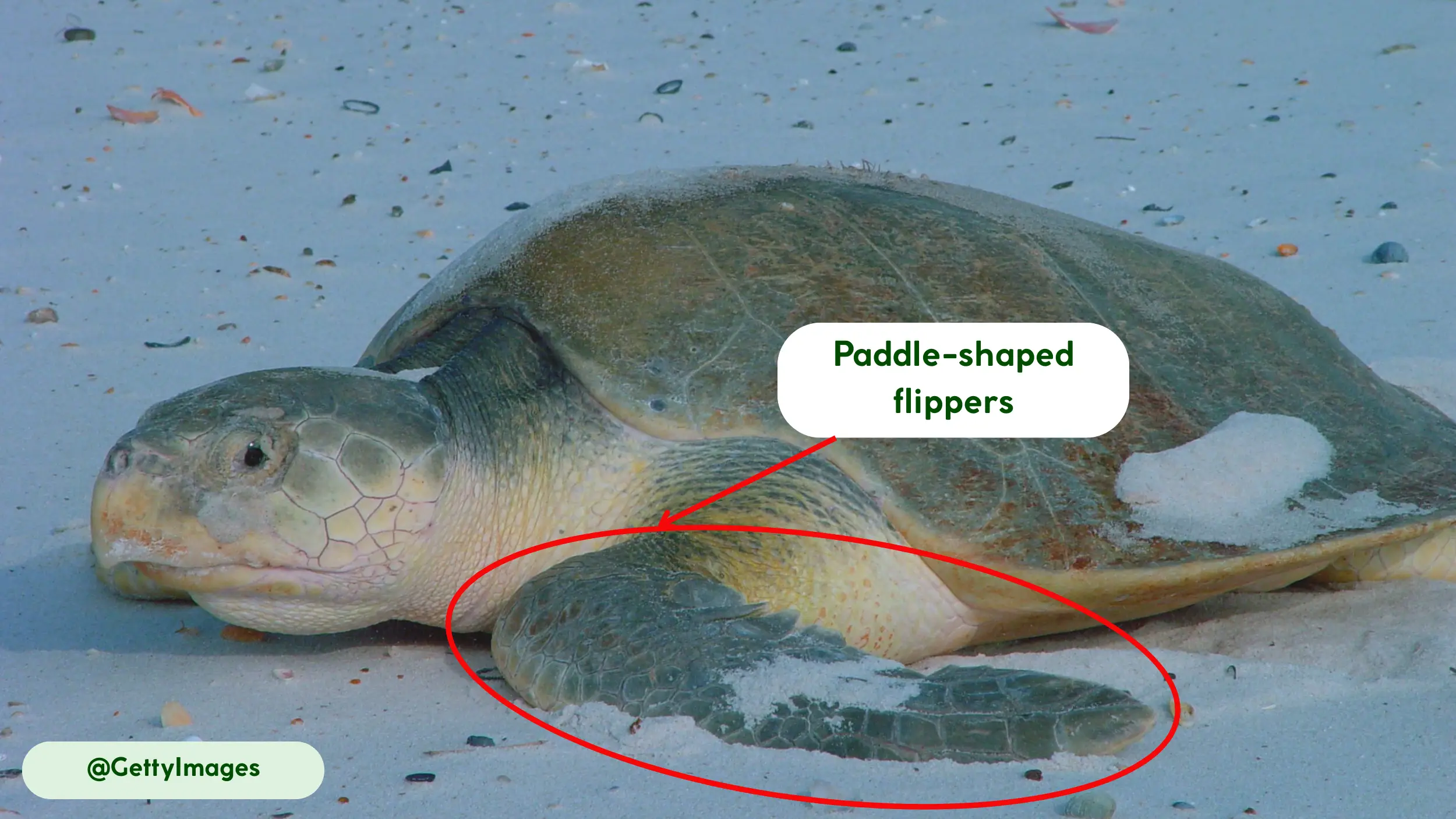 kemps ridley sea turtle paddle shaped flippers