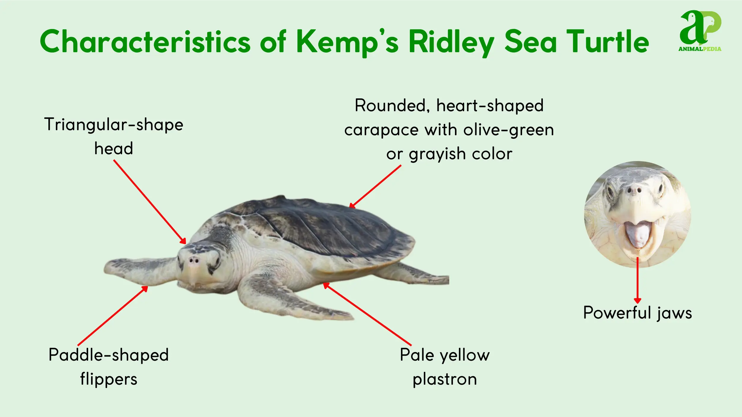 kemps ridley sea turtle physical characteristics