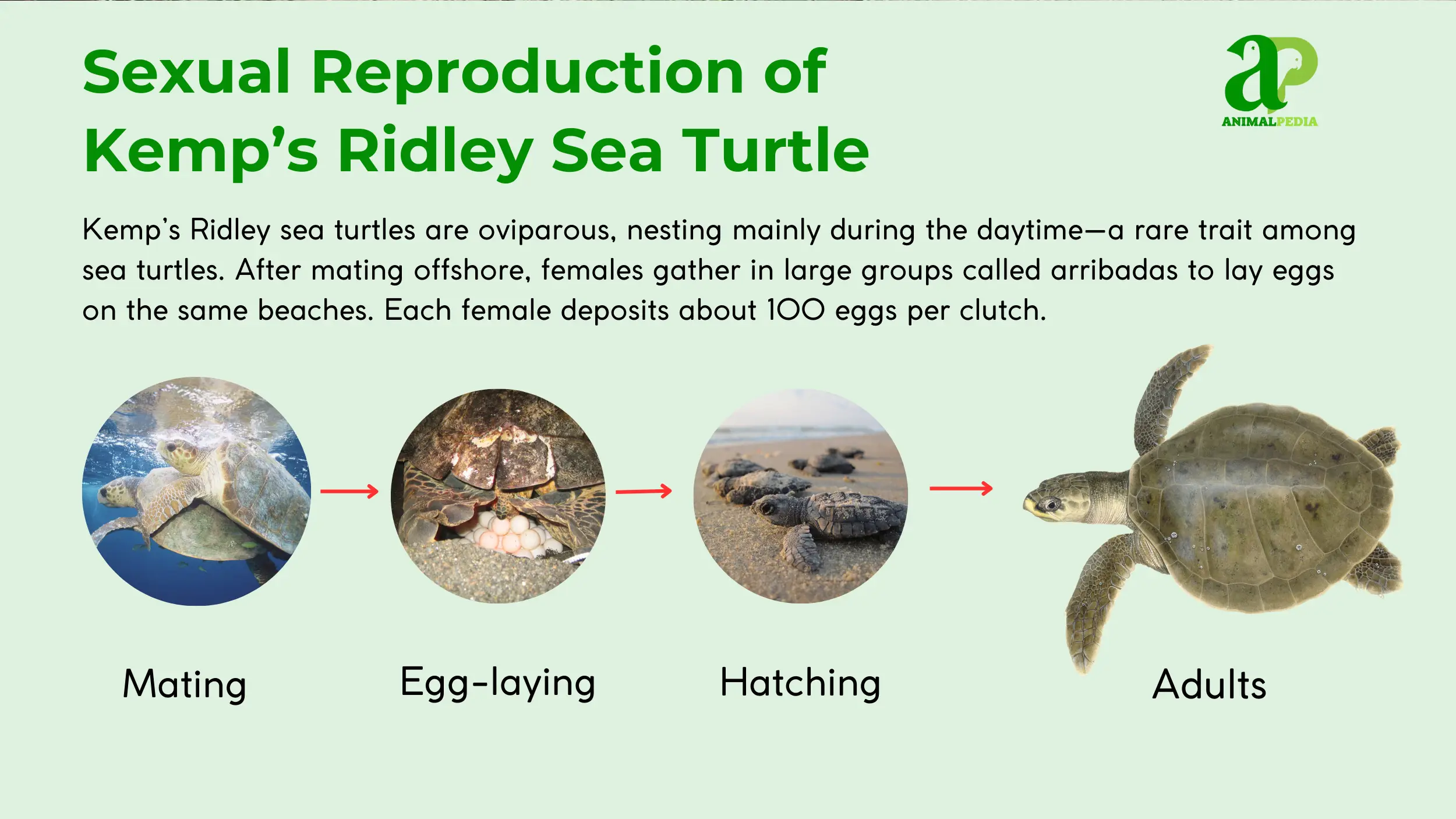 kemps ridley sea turtle sexual reproduction
