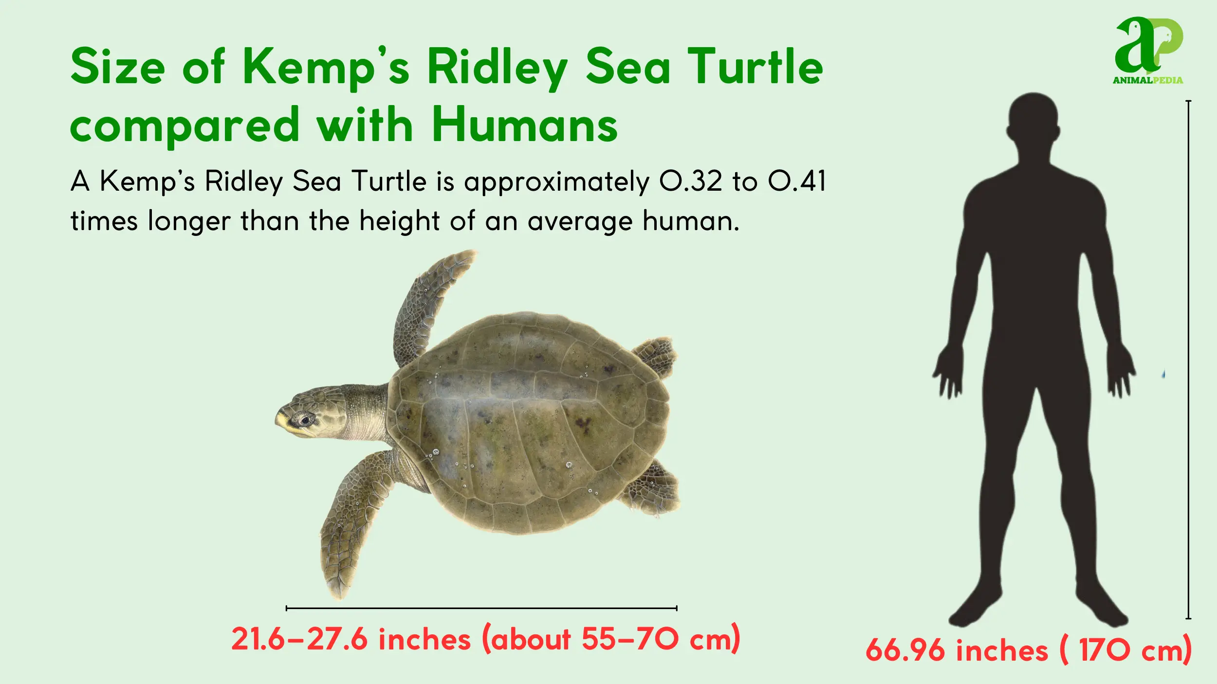 kemps ridley sea turtle size