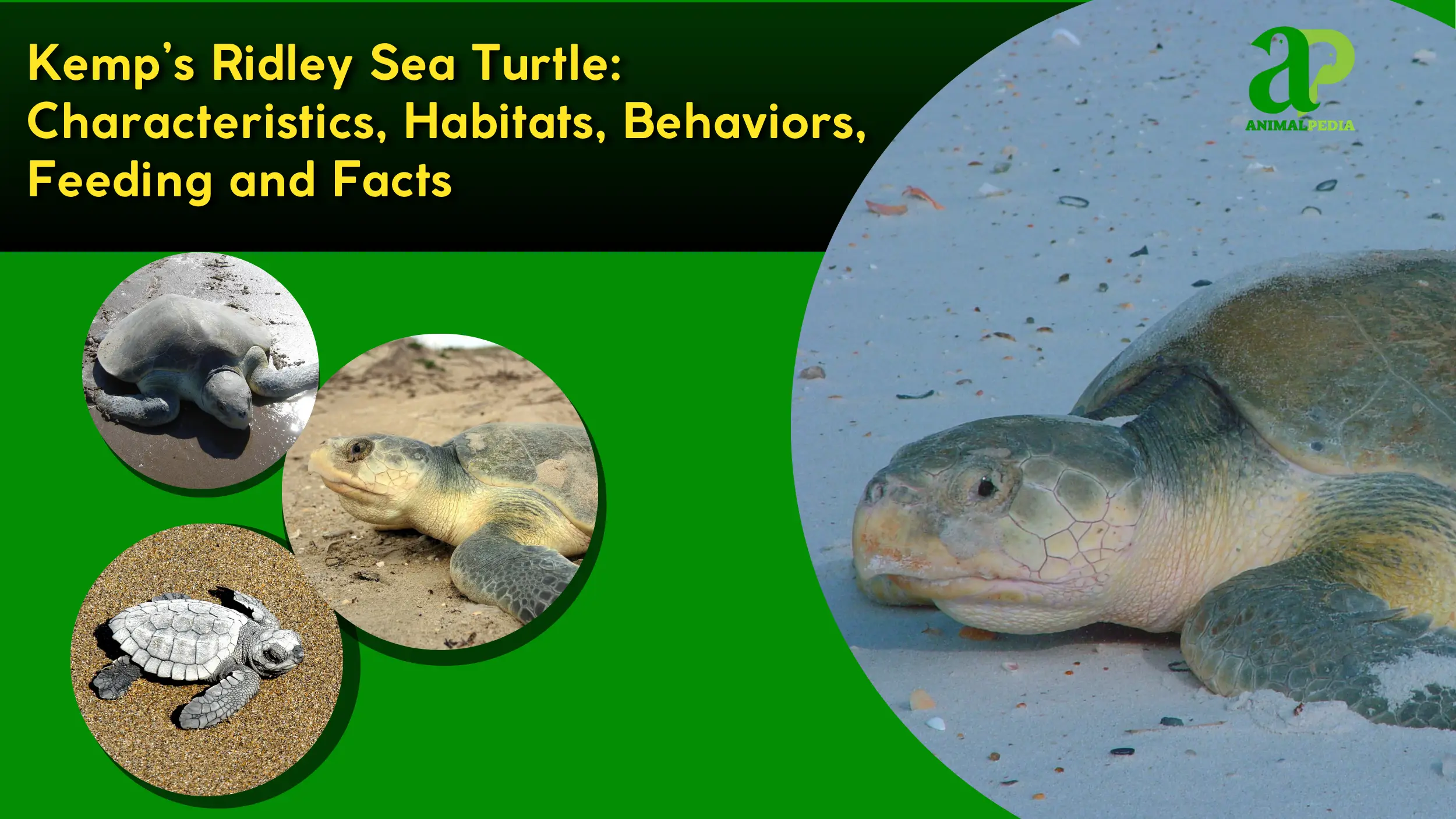 kemps ridley sea turtle species guide