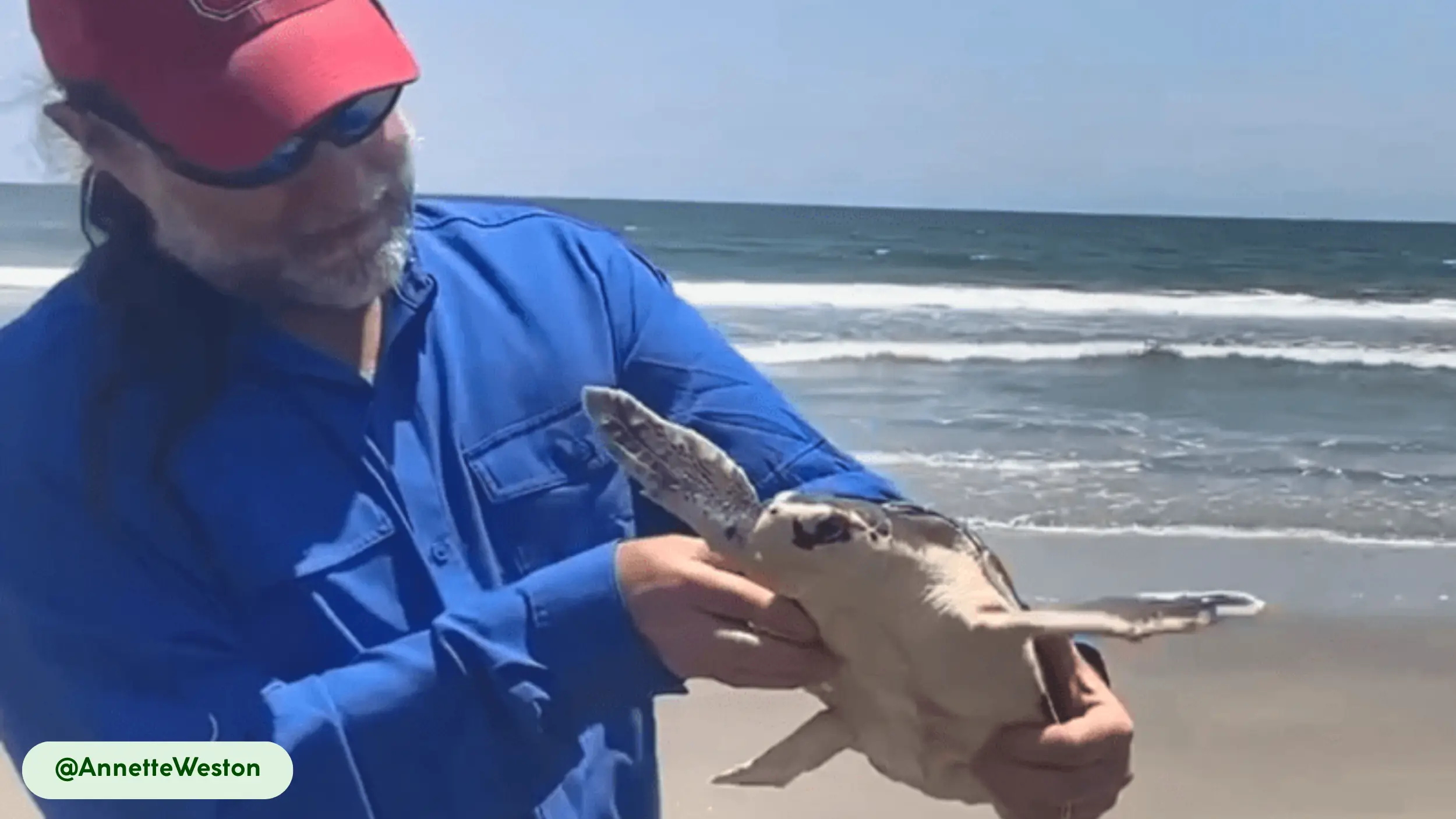 kemps ridley sea turtles beneficial to humans