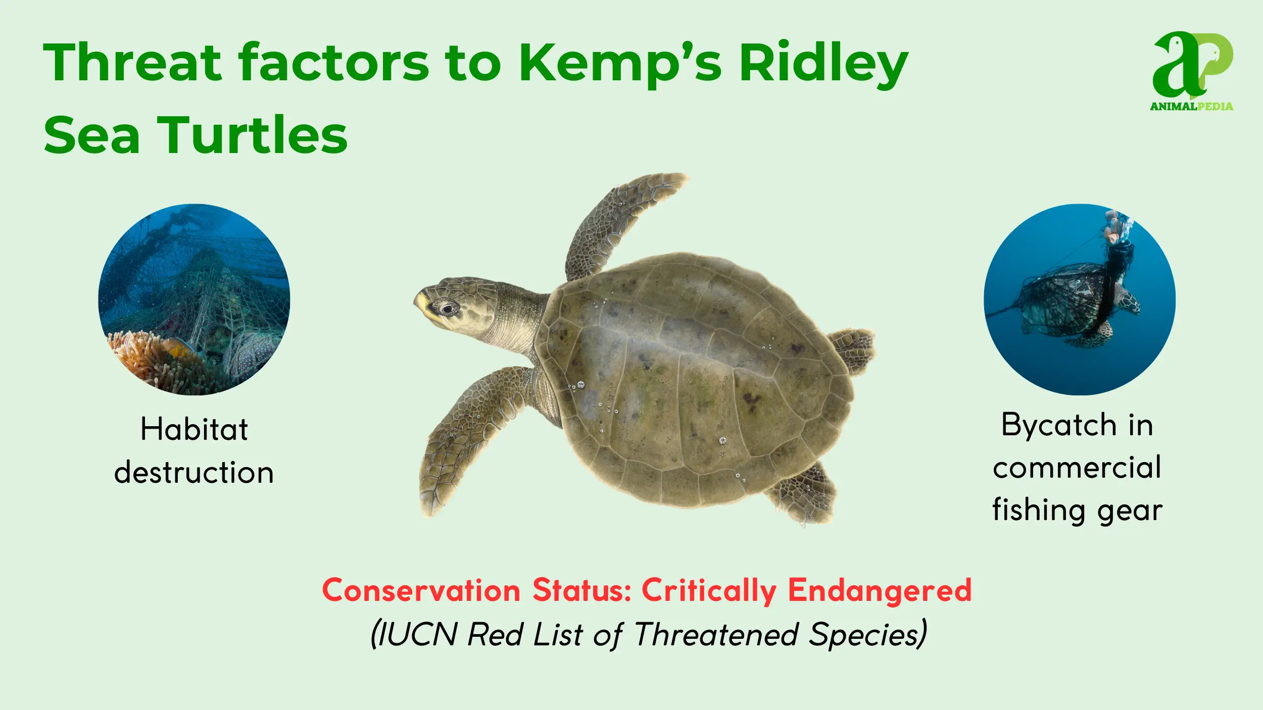 kemps ridley sea turtles conservation status critically endangered