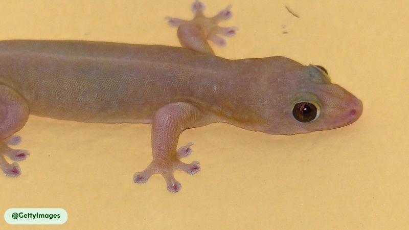 Lidless eyes of House Gecko