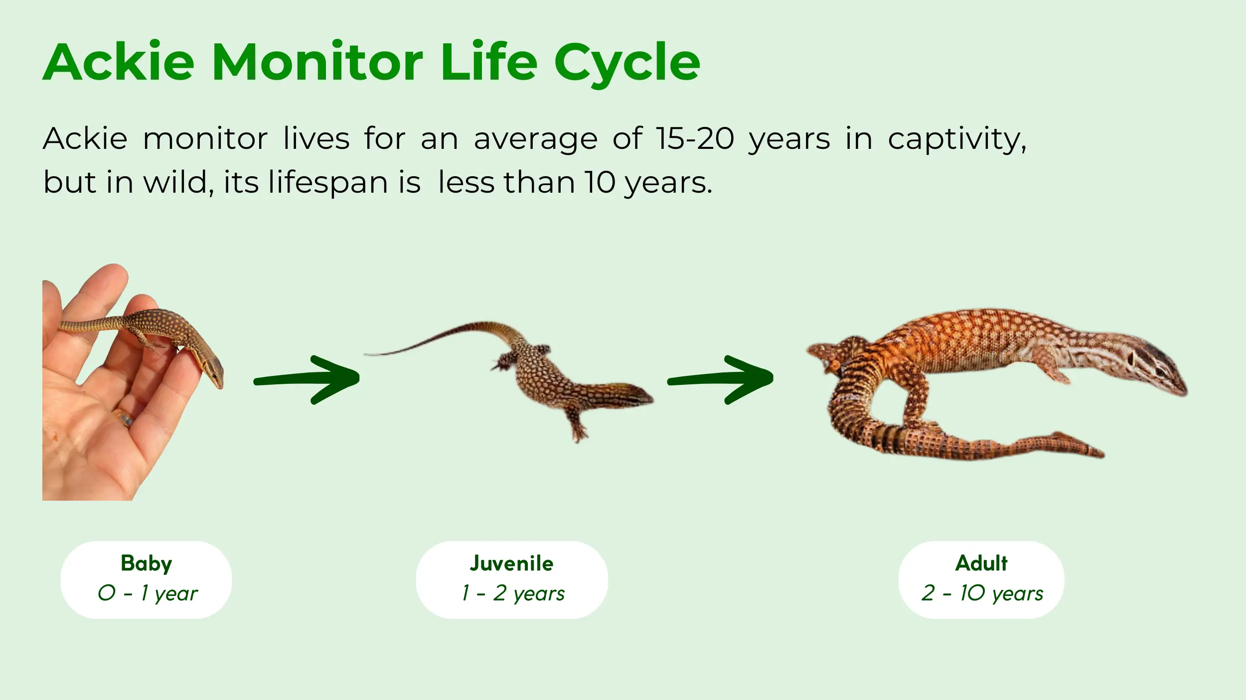 life cycle of ackie monitor