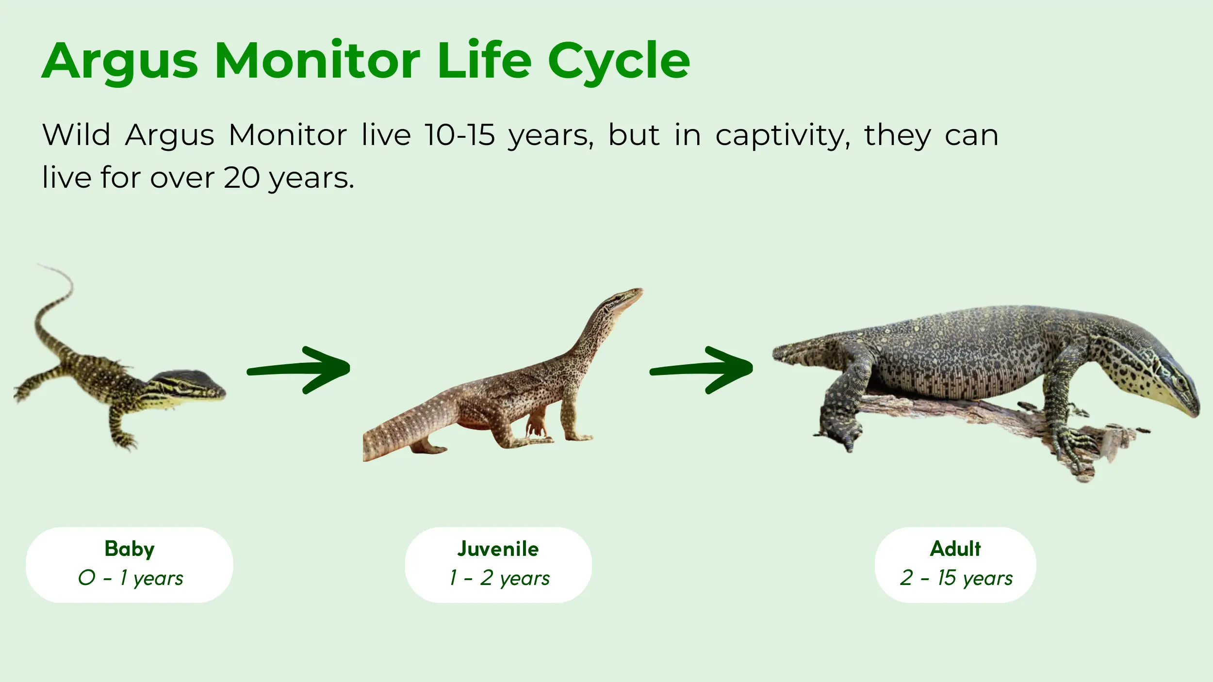 life cycle of argus monitor