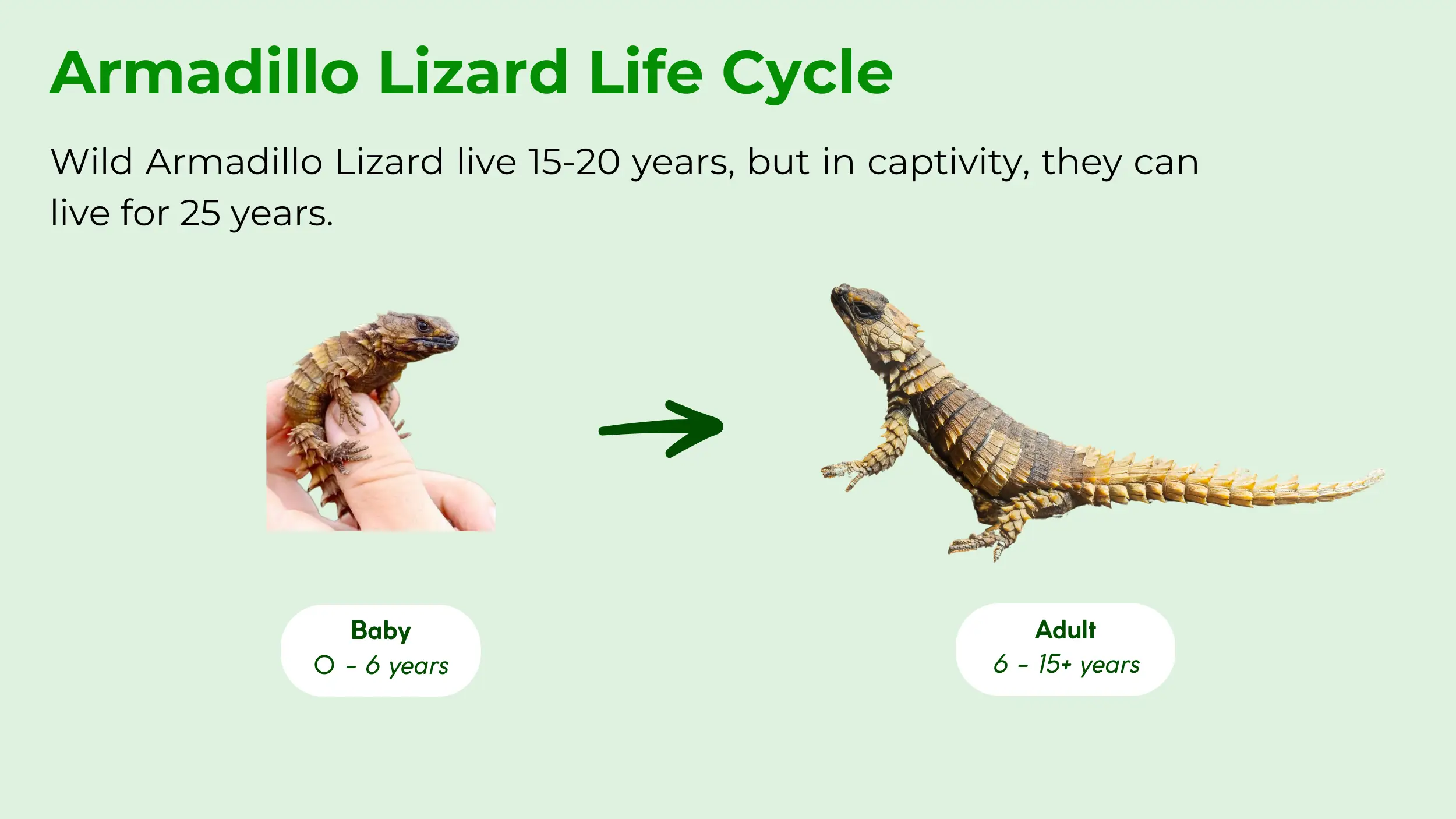 life cycle of armadillo lizard