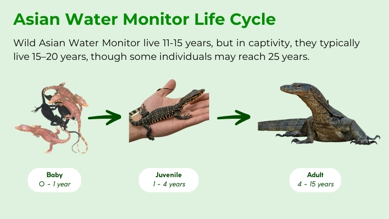 life cycle of asian water monitor