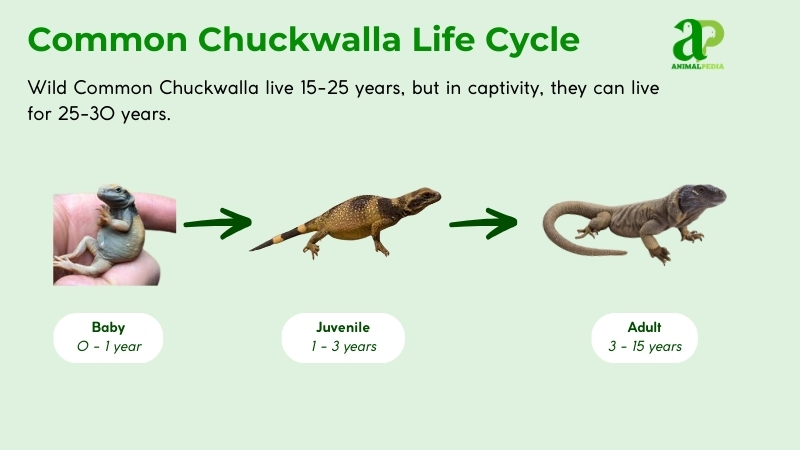 life cycle of common chuckwalla