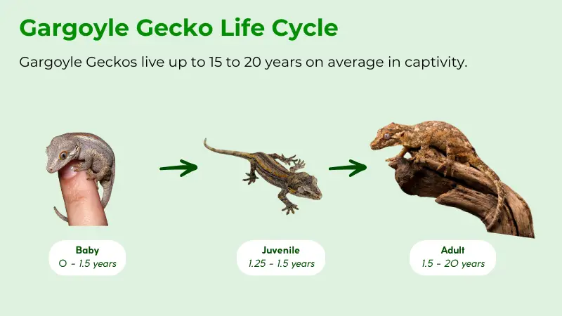 life cycle of gargoyle gecko