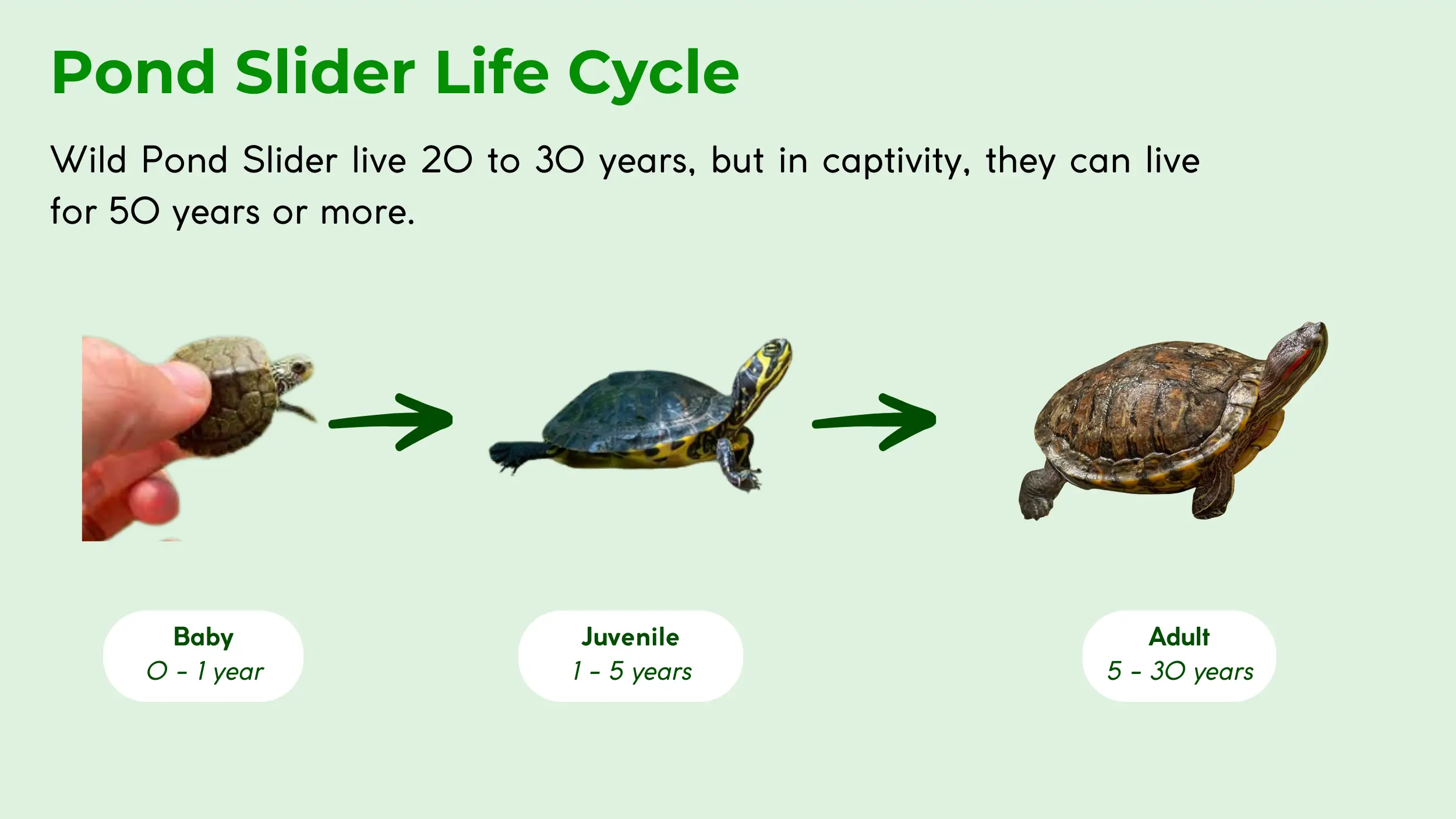 life cycle of pond slider