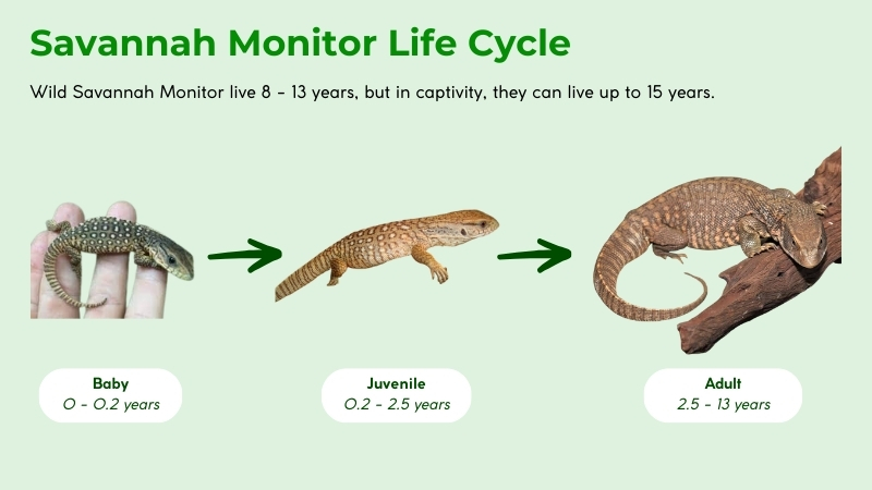 life cycle of savannah monitor