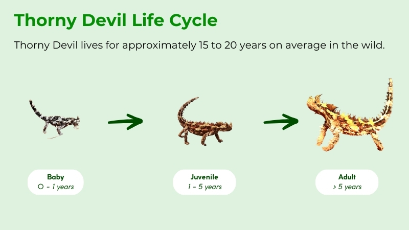 life cycle of thorny devil