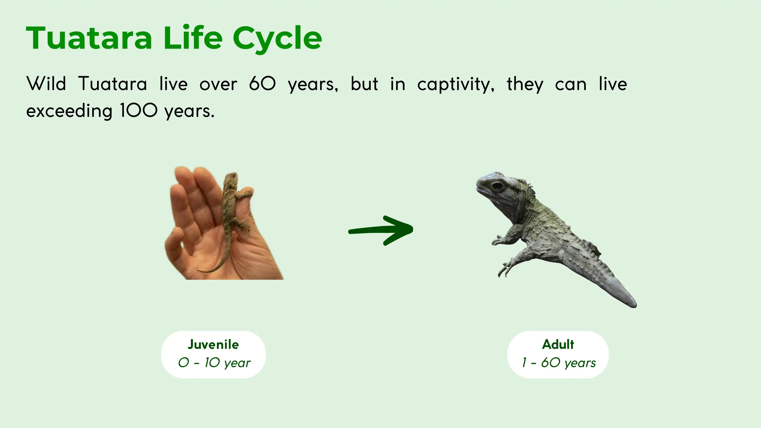 life cycle of tuatara