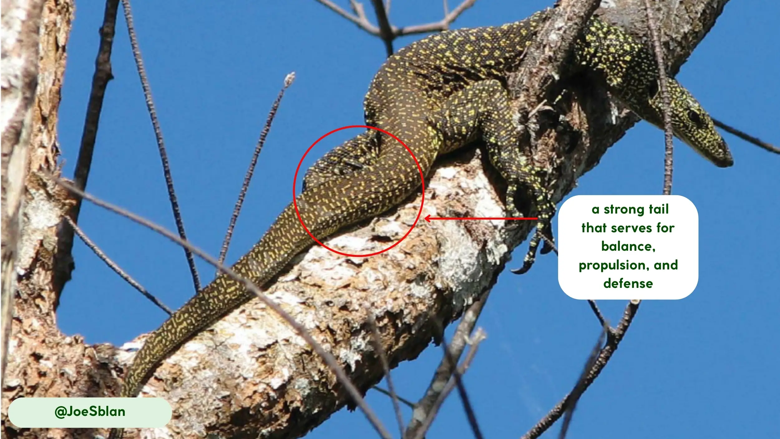 mangrove monitor climbing abilities