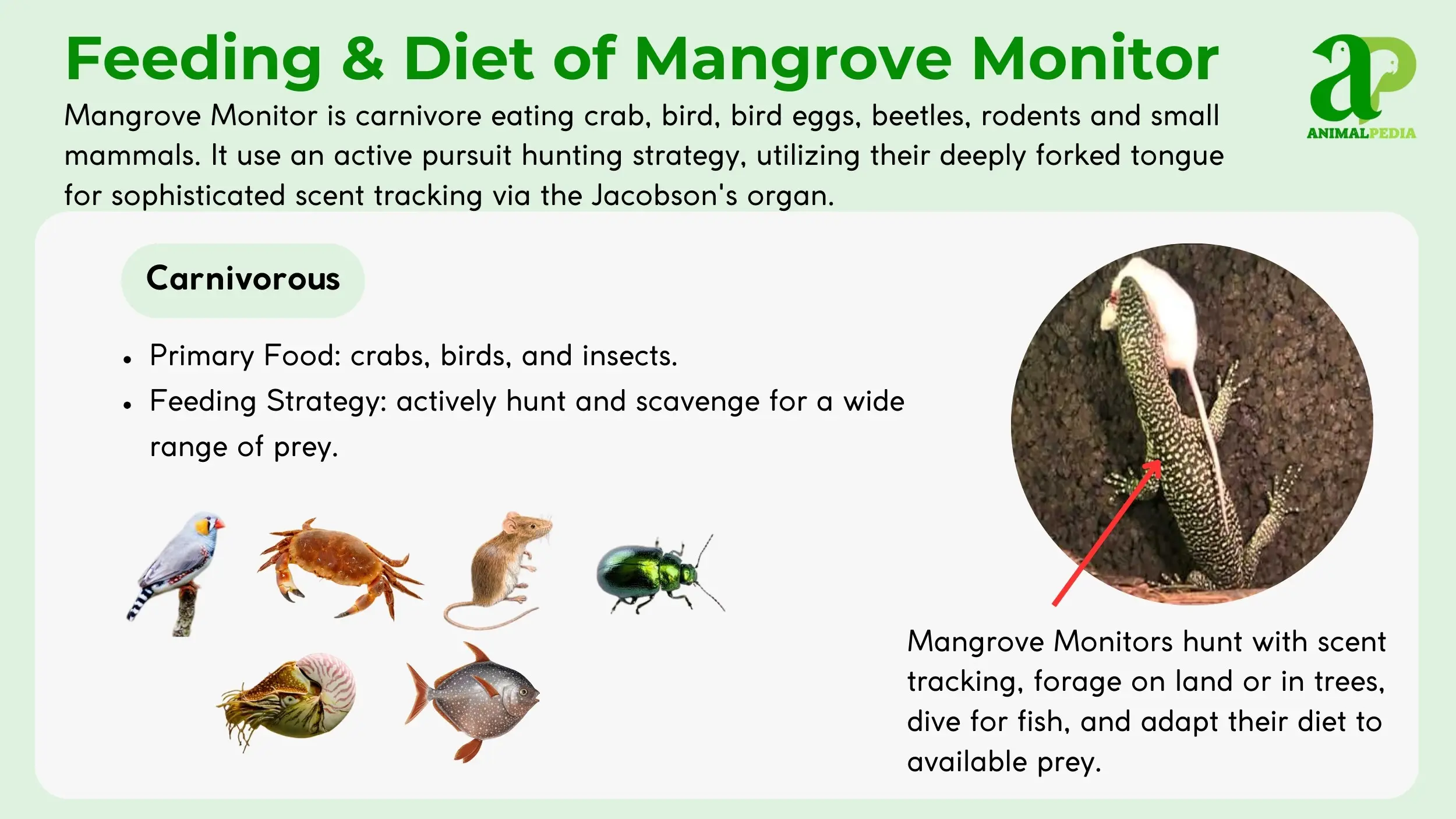 what do nmangrove monitor eat