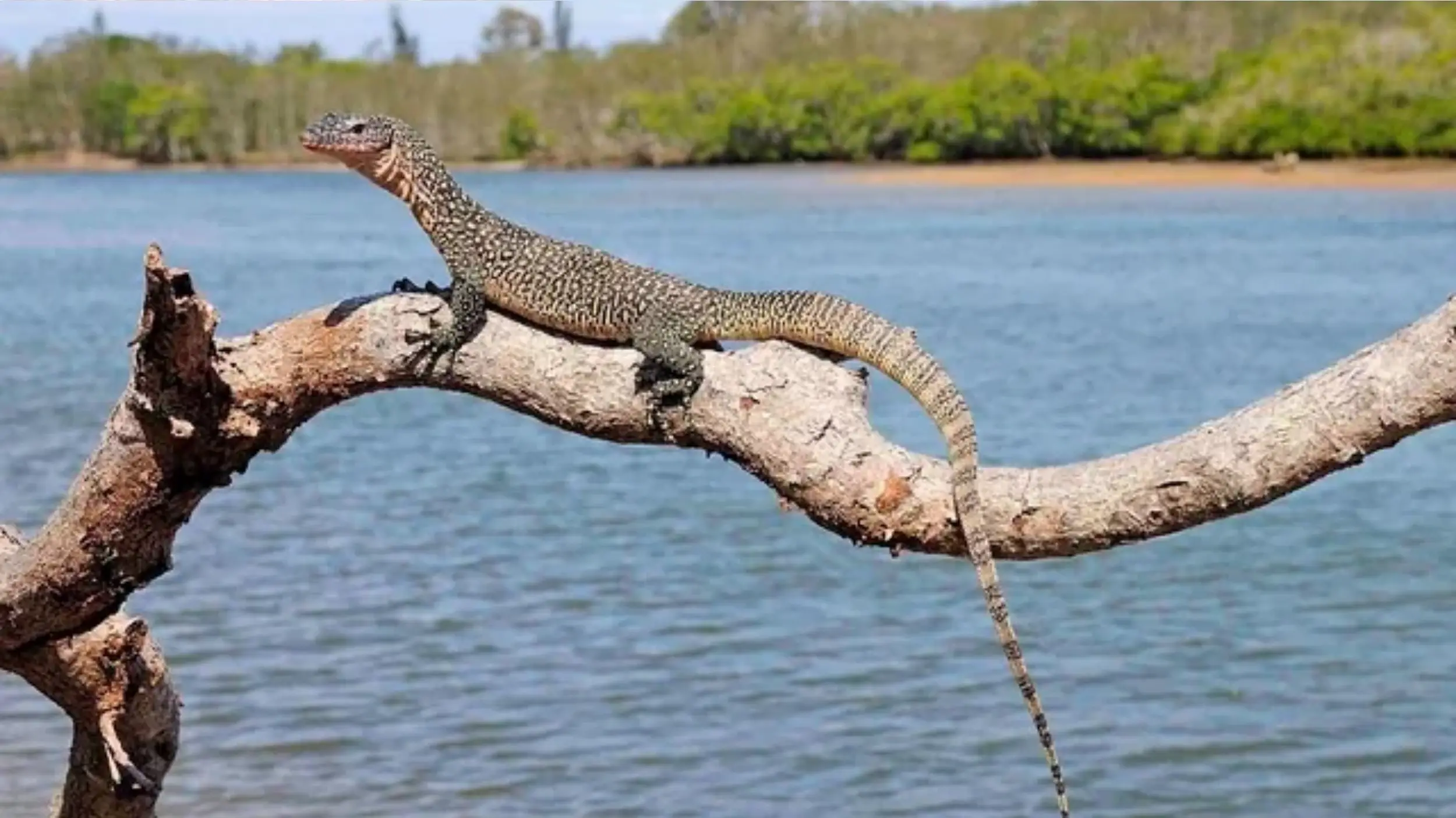 mangrove monitor behavior