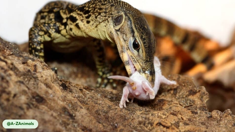 asian water monitor have been using discarded containers as rudimentary traps
