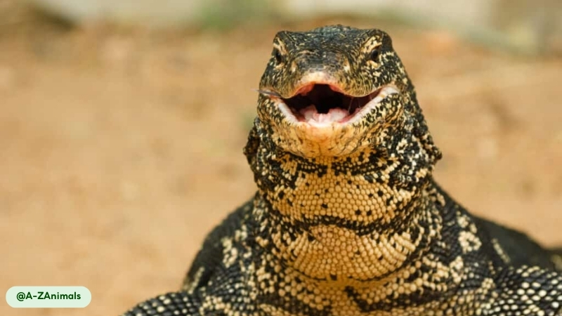 asian water monitor possess a parietal eye