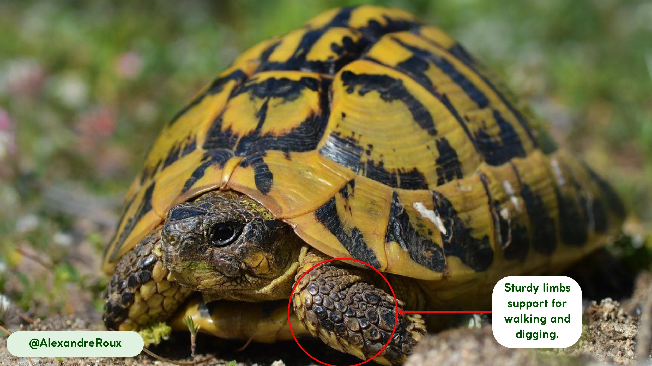 movement and abilities hermann's tortoise