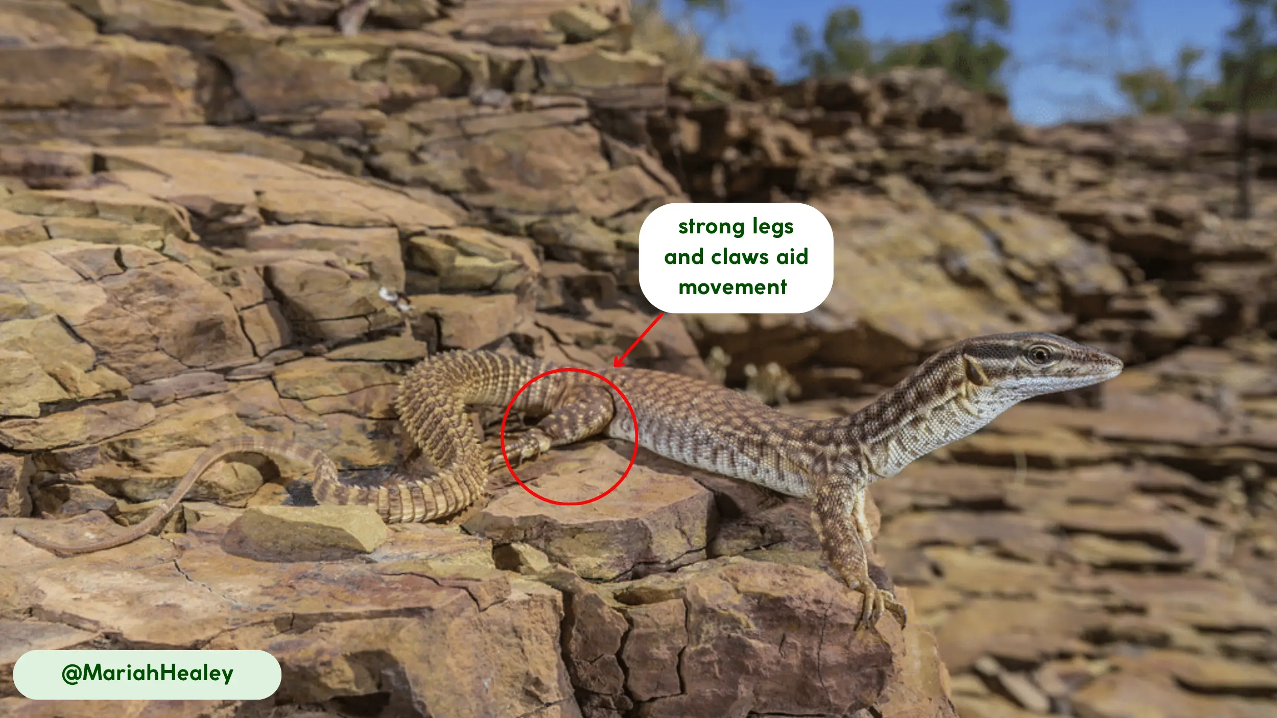 movement and abilities of ackie monitor