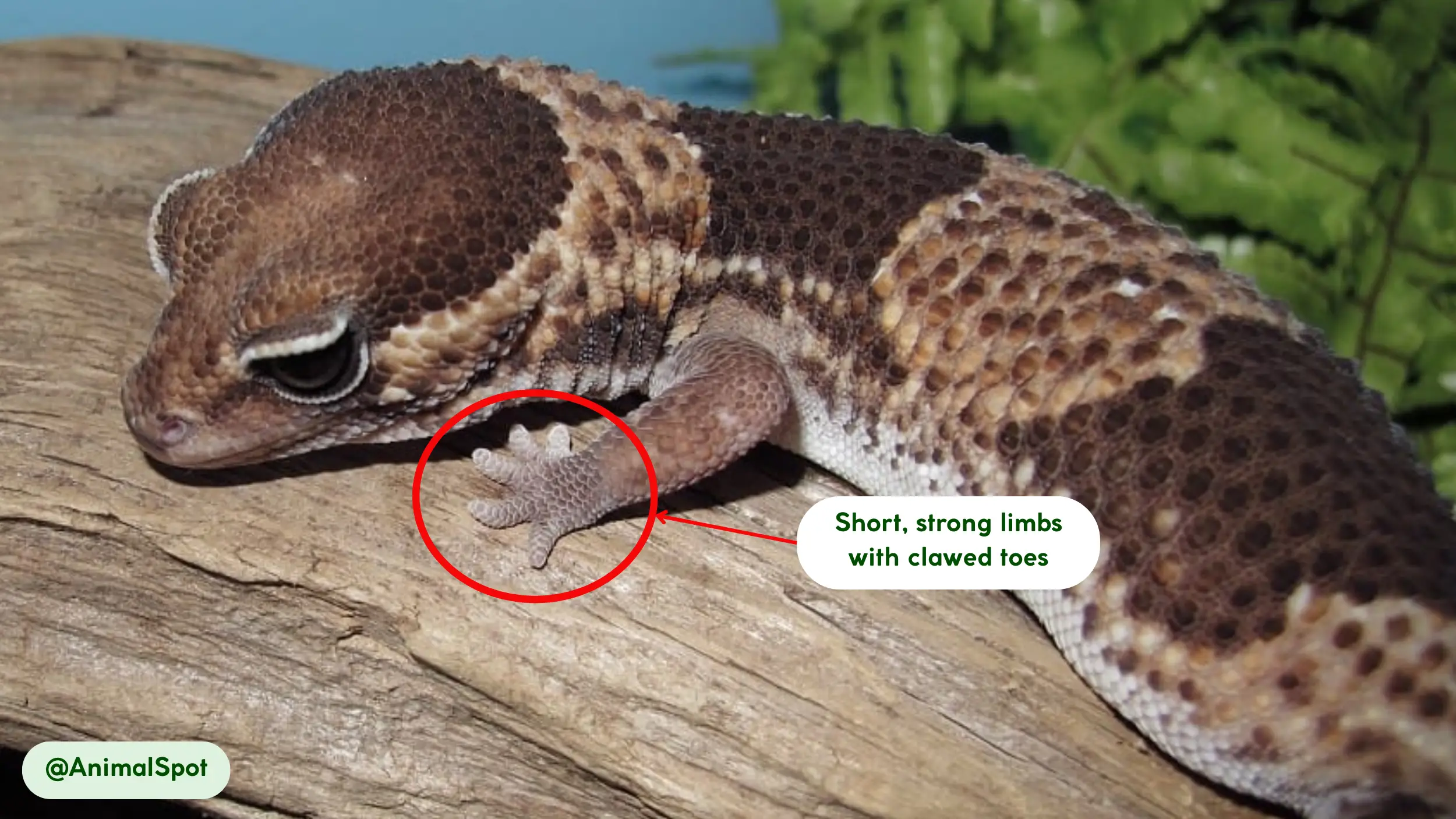 movement and abilities of african fat tailed gecko