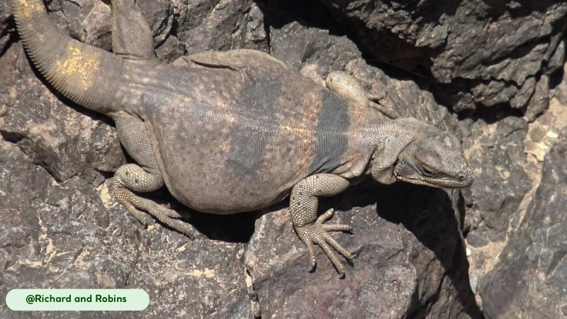 movement and abilities of common chuckwalla