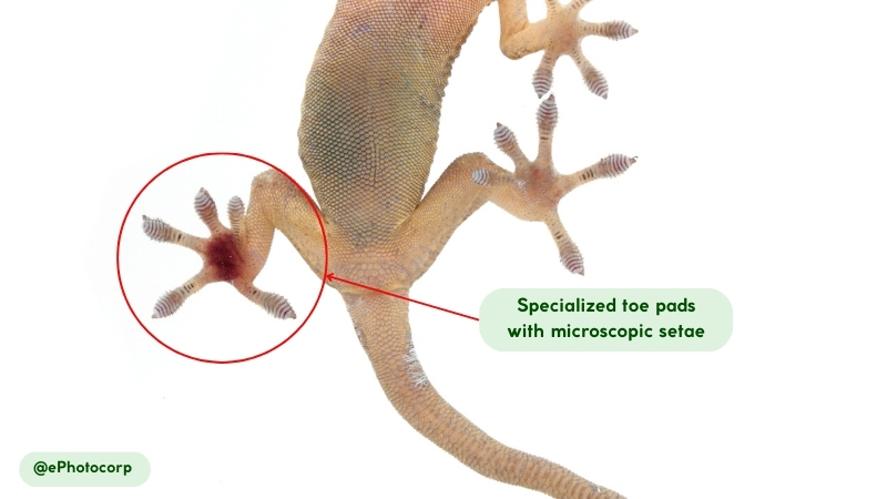 movement and abilities of common house gecko