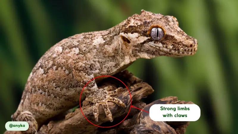 movement and abilities of gargoyle gecko