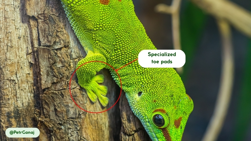 movement and abilities of giant day gecko