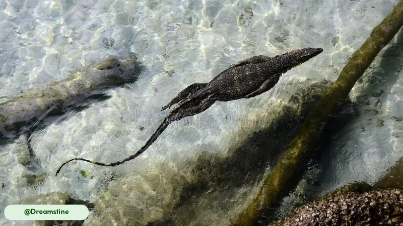 movement and abilities of savannah monitor