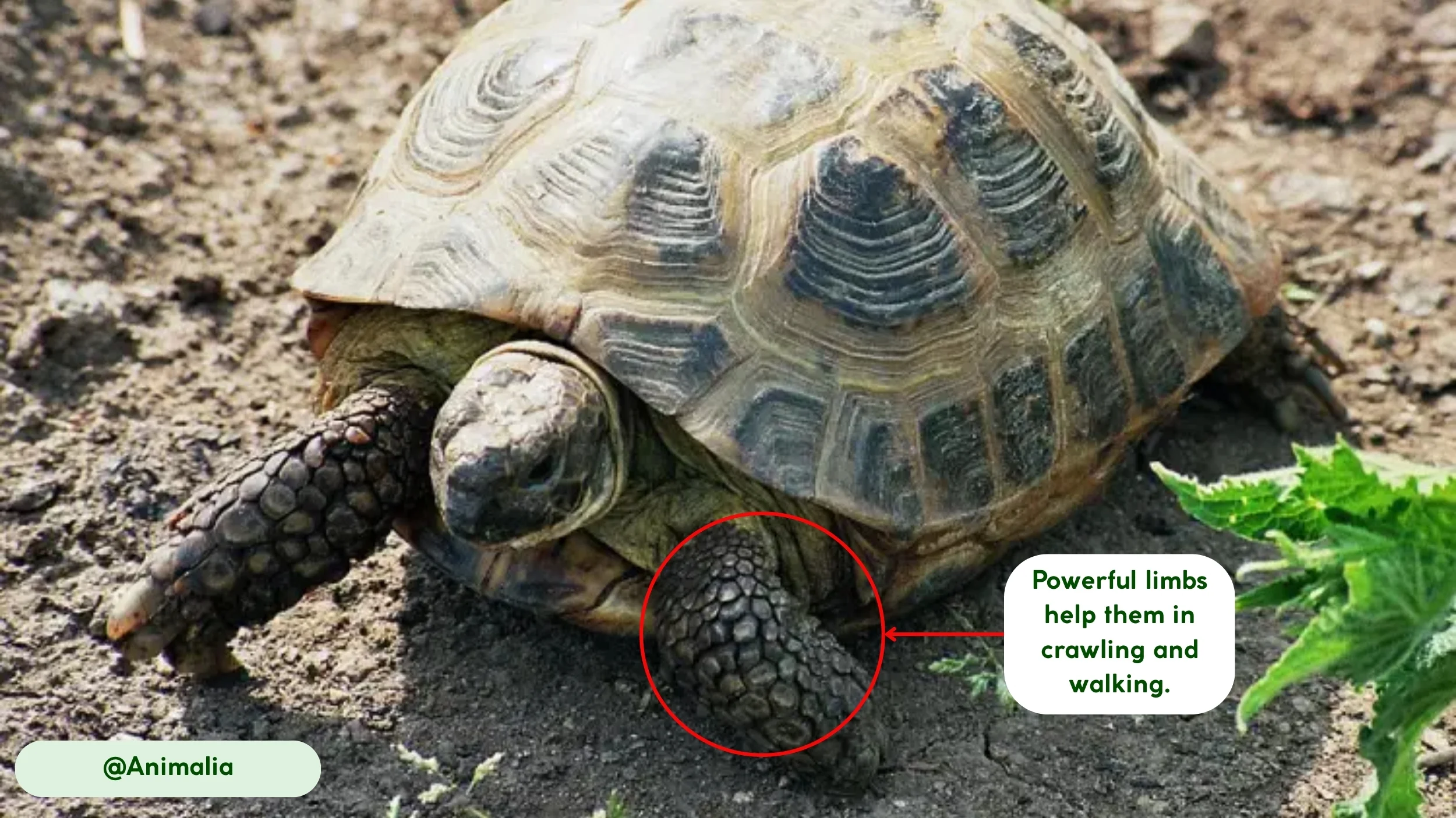 movement and abilities russian tortoise