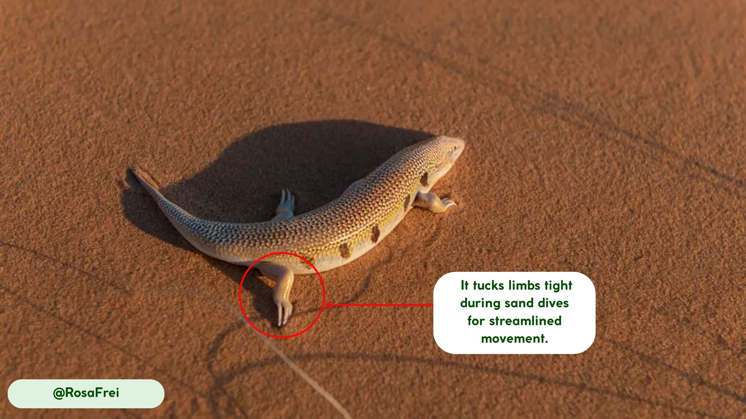 movement and abilities sandfish skink