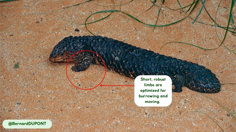 movement and abilities shingleback skink