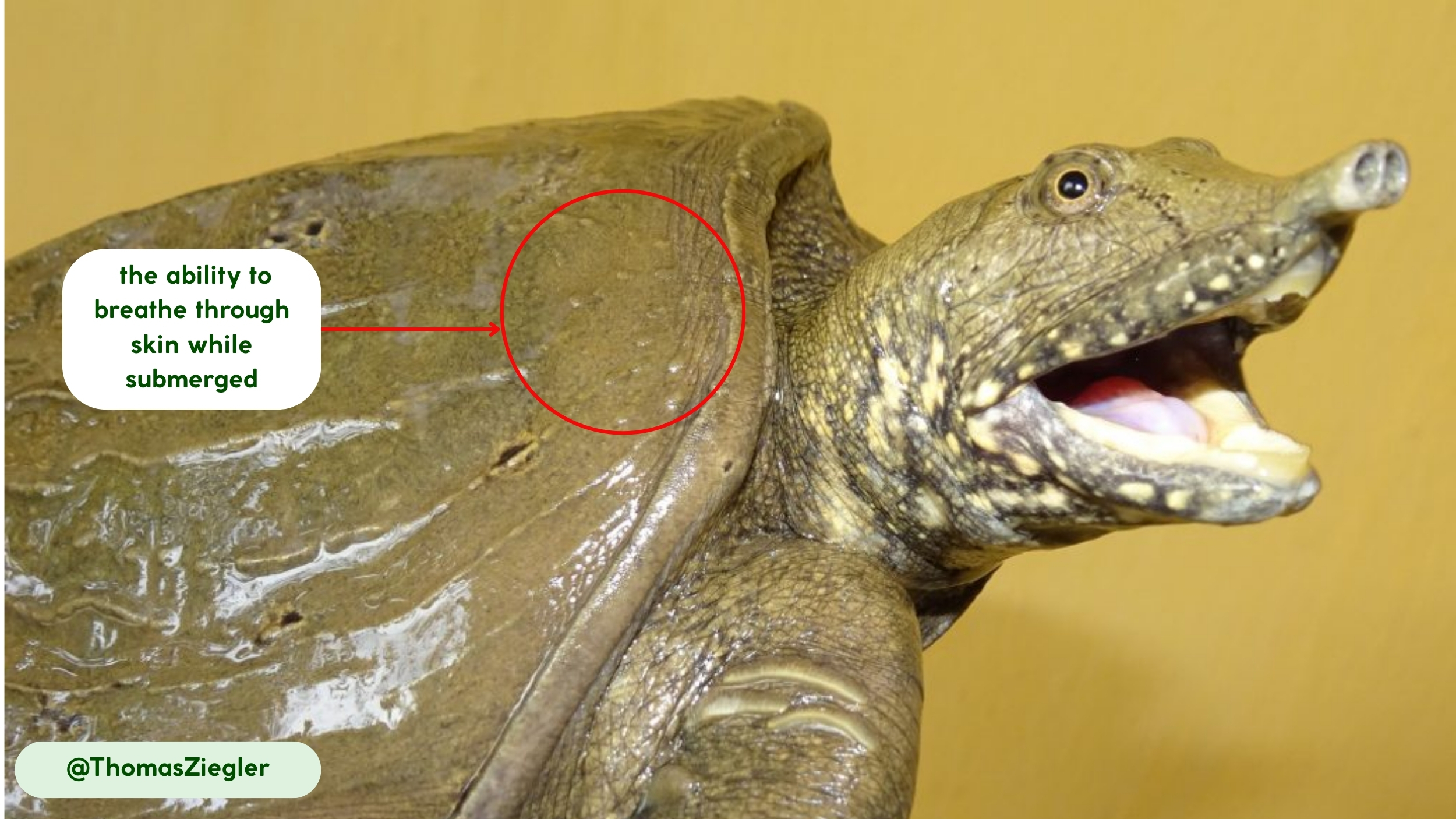 movement and abilities softshell turtles